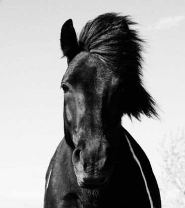 Land Animals photograph by Goldenberg Photos