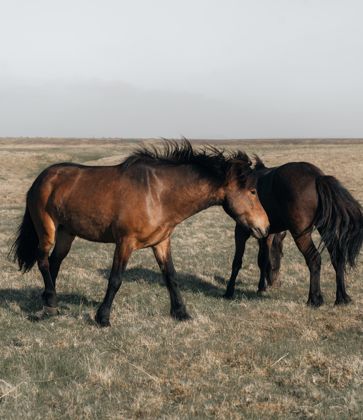 Land Animals photograph by Goldenberg Photos