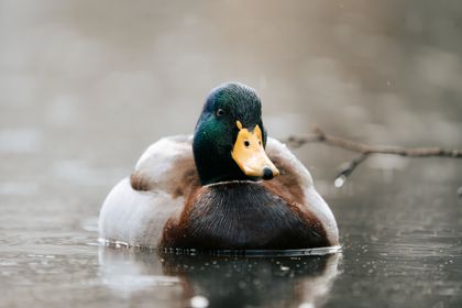 Land Animals photograph by Goldenberg Photos
