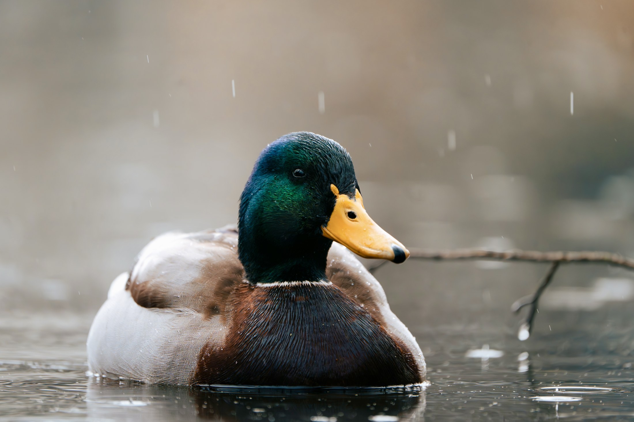 Photograph 53 by Goldenberg Photos