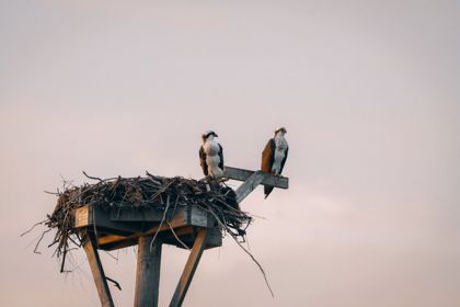 Land Animals photograph by Goldenberg Photos