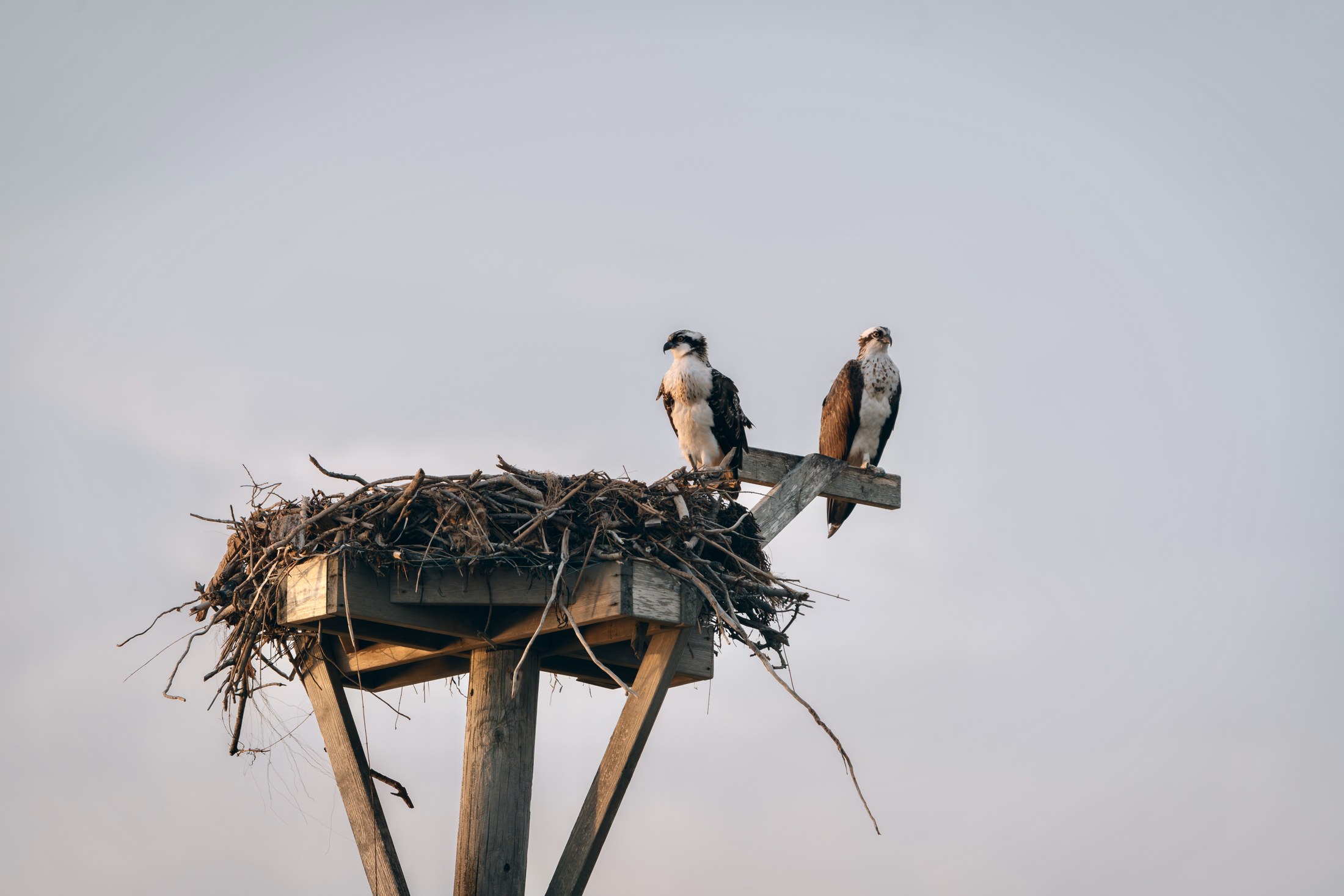 Photograph 55 by Goldenberg Photos