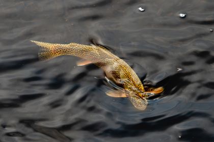 Ocean Wildlife photograph by Goldenberg Photos