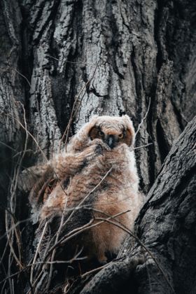 Land Animals photograph by Goldenberg Photos