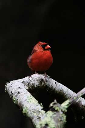Land Animals photograph by Goldenberg Photos