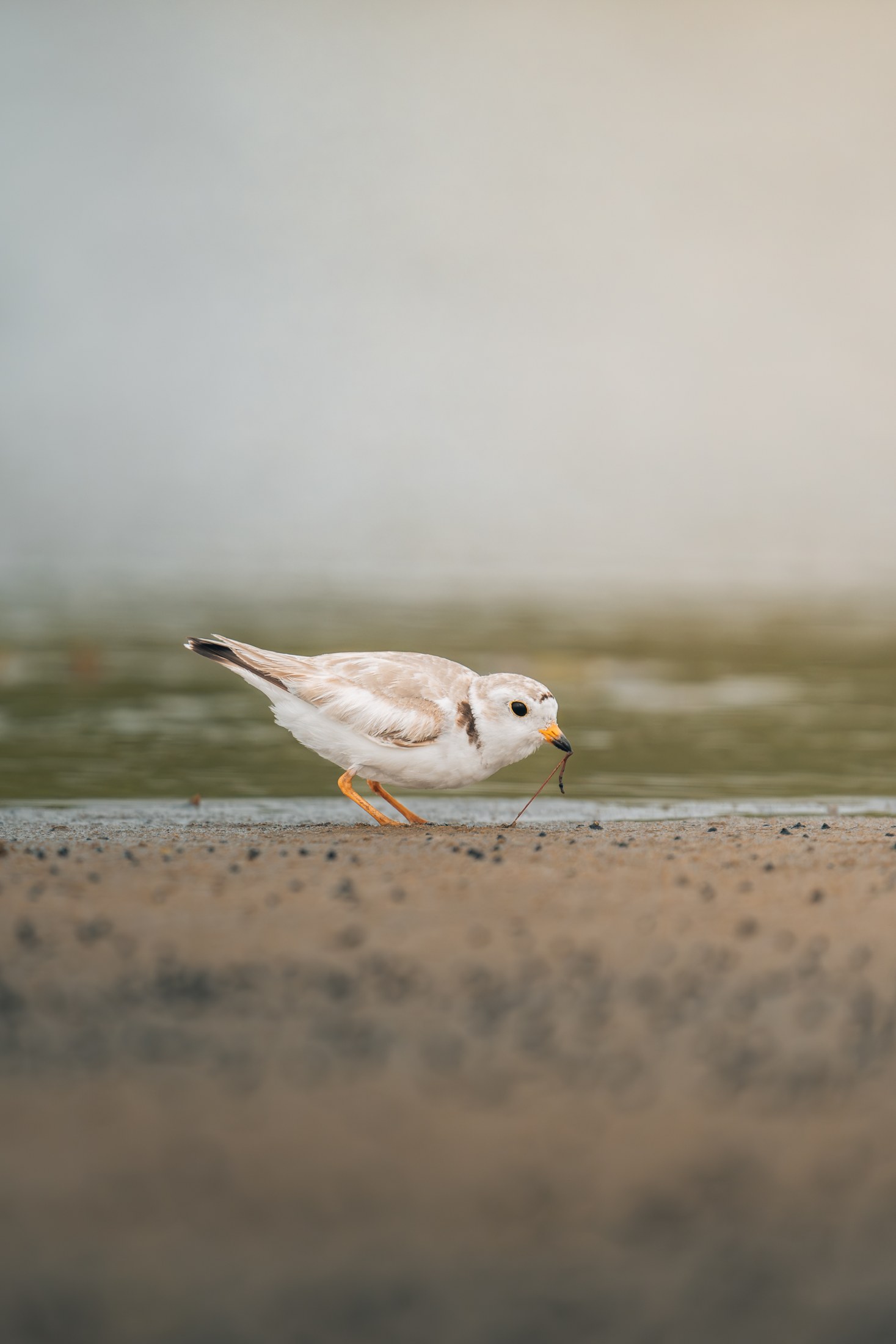 Photograph 66 by Goldenberg Photos