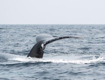 Ocean Wildlife photograph by Goldenberg Photos