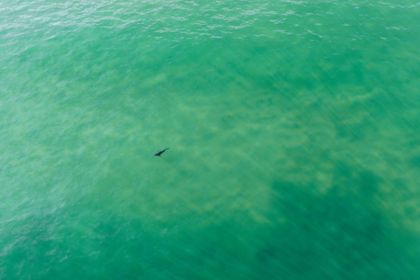 Ocean Wildlife photograph by Goldenberg Photos