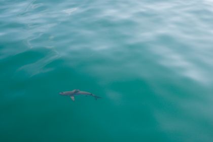 Ocean Wildlife photograph by Goldenberg Photos