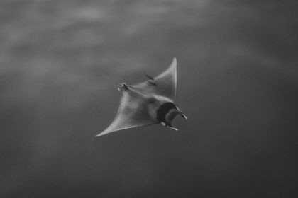 Ocean Wildlife photograph by Goldenberg Photos