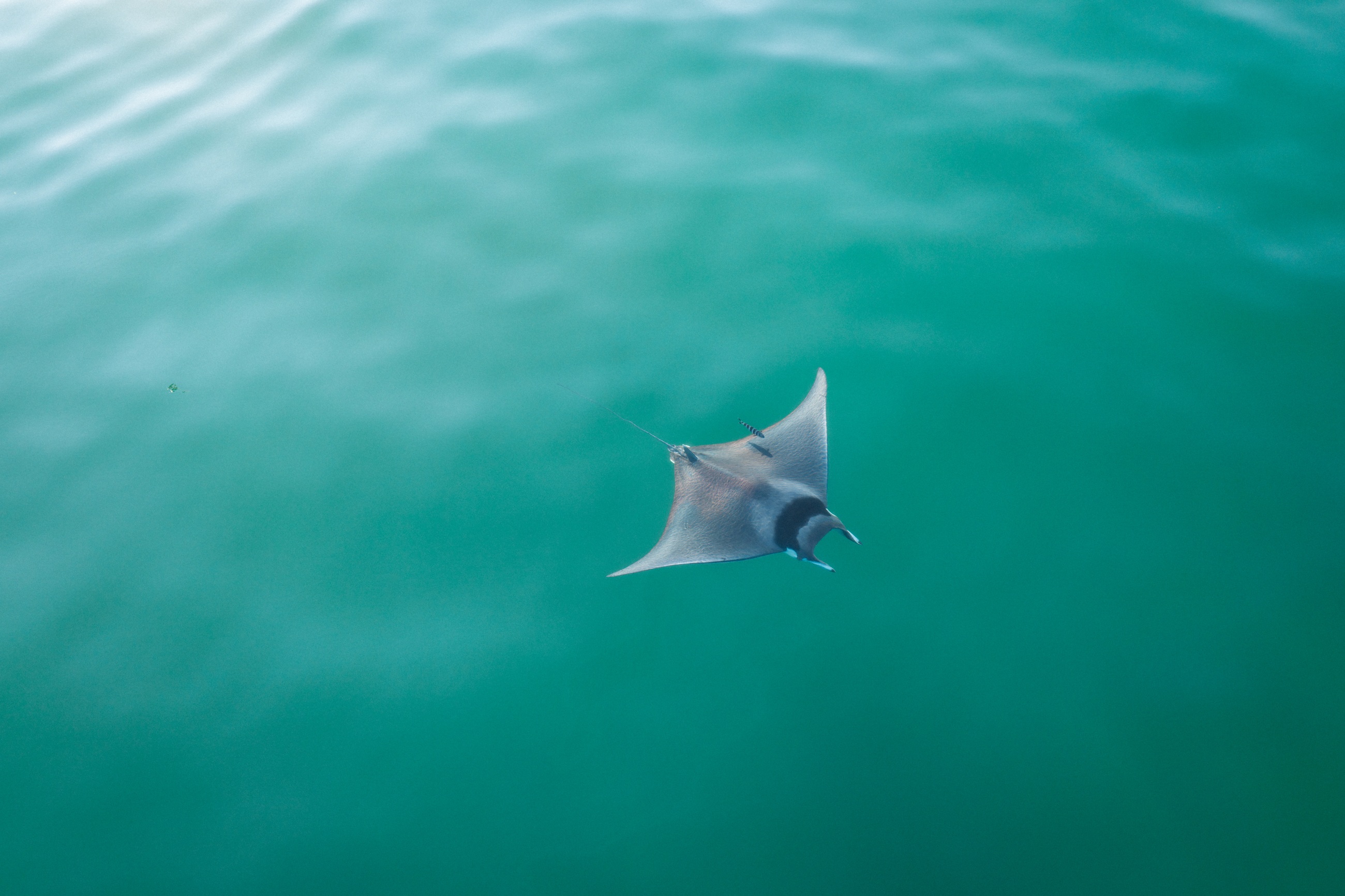 Ray swimming beneath the surface