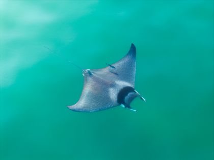 Ocean Wildlife photograph by Goldenberg Photos