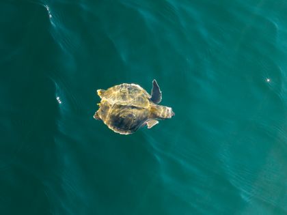 Ocean Wildlife photograph by Goldenberg Photos