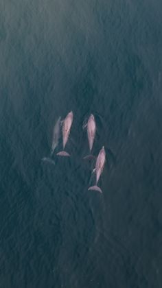 Ocean Wildlife photograph by Goldenberg Photos