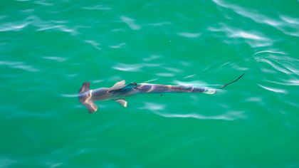 Ocean Wildlife photograph by Goldenberg Photos